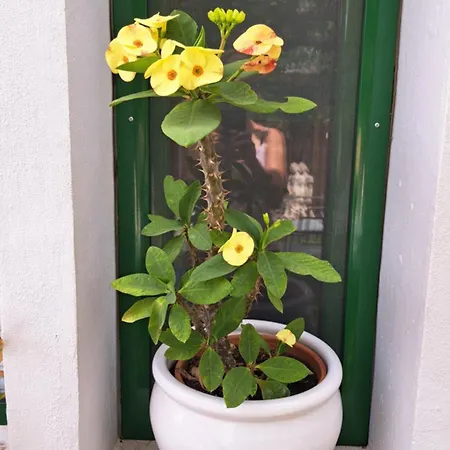 Country house Casa Santana Segura Tejeda (Gran Canaria)